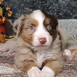 Miniature American Shepherds and Miniature Australian Shepherds from Buck-Run Puppies