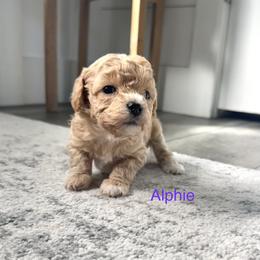 Alphie - Apricot female Cavapoo puppy in Spanish Fork, Utah from Hamann's Cavapoo Puppies