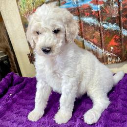 Rocket - Cream male Labradoodle puppy in Craig, Nebraska from Top Knot Companions Poodles and Labradoodles