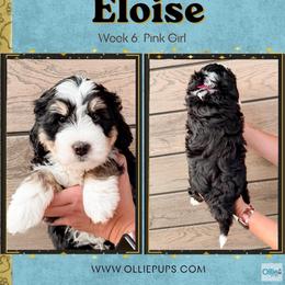 Eloise (Pink girl) - Tri-color female Bernedoodle puppy in Boiling Springs, South Carolina from OlliePups, LLC