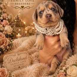 Beautiful - Dapple female Dachshund puppy in Chino Valley, Arizona from Dachshund Family Love Breeders