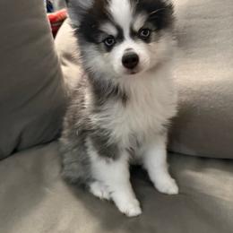 Bubbles - Black and white female Pomsky puppy in West Sacramento, California from Pinkie's Pomskies