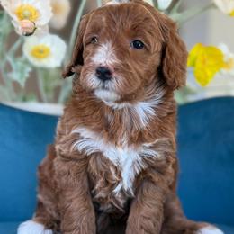 Margie - red - Red  female Goldendoodle puppy in Yuciapa, California from AlltheDoodlez_