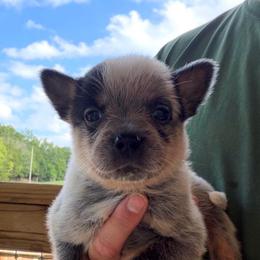 Banjo - Blue male Australian Cattle Dog puppy in Devalls Bluff, Arkansas from Coolhand's Australian Cattle Dogs