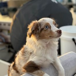 Taleh - Red merle female Miniature Australian Shepherd puppy in Visalia, California from Yours Beloved Mini Aussies