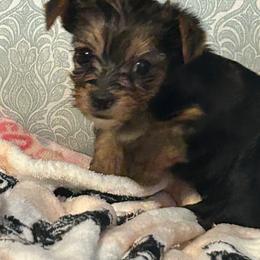 Birdie - Blue and gold female Yorkshire Terrier puppy in Hot Springs, Arkansas from Weslynn Kennels