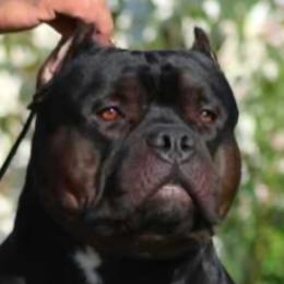 American Staffordshire Terrier puppies from Lunatic Kennels