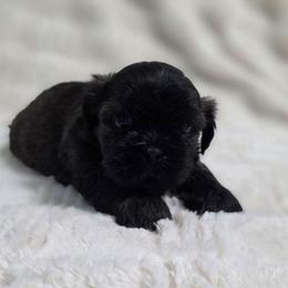 Apollo - Chocolate and tan male Shih Tzu puppy in Ronda, North Carolina from Willow River