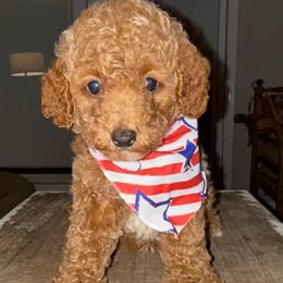Judge - Red male Cavapoo puppy in Chattanooga, Tennessee from Scenic City Doodles