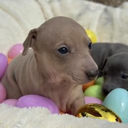 Penelope - Blue fawn female Italian Greyhound puppy in Wilkes Barre, Pennsylvania from Laraz Pupz