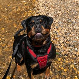 Brooks - Rottweiler