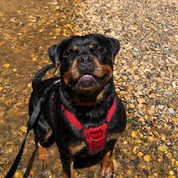 Brooks - Rottweiler