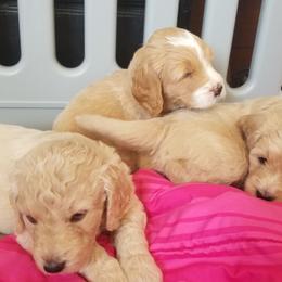 Goldendoodle Puppies from Masondixondoodles