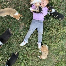 Pembroke Welsh Corgi Puppies from Gotta Chase Em All Corgis