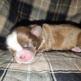 CASTOR - Brindle and white male Shih Tzu puppy in Los Banos And Bay Area, California from Shantii's Shih Tzu's
