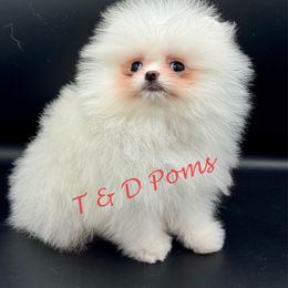 Stains will go away, when hair grows in - White male Pomeranian puppy in Bourbonnais, Illinois from T & D Poms