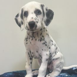 Orange Boy - White and black male Dalmatian puppy in Stokesdale, North Carolina from Cosmic Spots Dalmatians
