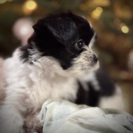 Fortuna - Black and white female Cavatzu puppy in Turlock, California from Charming Woofs