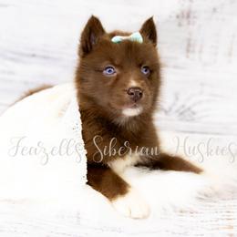 Rebella - Red and white female Siberian Husky puppy in Richland, Mississippi from Feazell’s Siberian Huskies