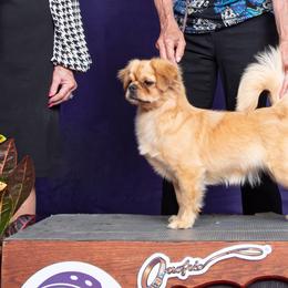 Cassie - Tibetan Spaniel