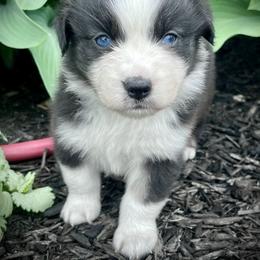 Bitsy - Black tri-color female Australian Shepherd puppy in Loda, Illinois from Pilcher Farms