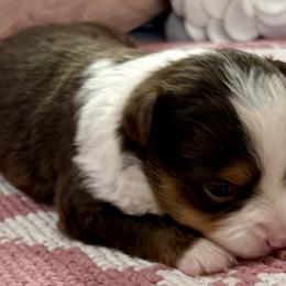 Ginger - Red tri female Toy Australian Shepherd puppy in Howe, Oklahoma from Tonia Johnson's Toy and Miniature Australian Shepherds