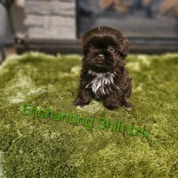 Akc chip 1300 - Liver and white male Shih Tzu puppy in Dexter, Kentucky from Enchanting Shih tzu