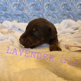 Lavender - Red and rust female Doberman Pinscher puppy in Knox, Indiana from Double River Dobermans