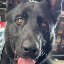 German Shepherds from Rach Shepherds