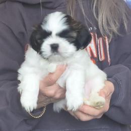 Champ - Tricolor male Shih Tzu puppy in Stockton, Missouri from James and Denise's Shih Tzus