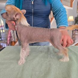 Chinese Crested and Scottish Deerhound Puppies from ConeraIsles Kennel