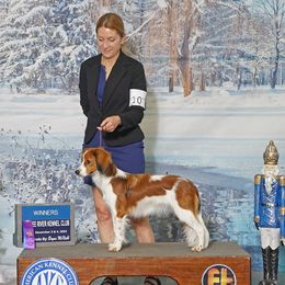 Nederlandse Kooikerhondje puppies from Noble Pines Kooikerhondjes