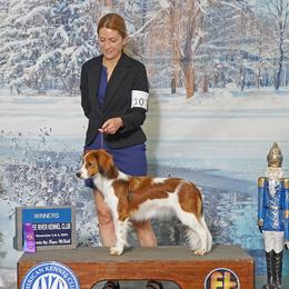 Nederlandse Kooikerhondje puppies from Noble Pines Kooikerhondjes