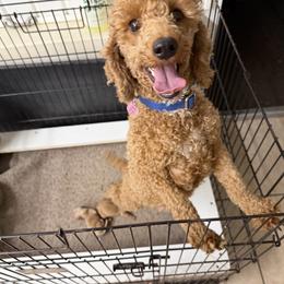 Briar Rose - Poodle