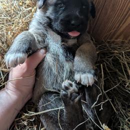 Girl 1 - Fawn female Anatolian Shepherd Dog puppy in Cleveland, Minnesota from Schmahl Family Farms