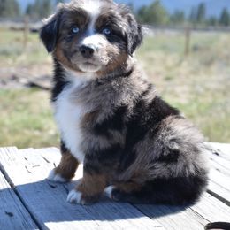 Miniature American Shepherd and Miniature Australian Shepherd Puppies from Back Country Aussies