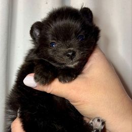 Rutabaga - Black female Pomeranian puppy in Springfield, Missouri from Hope Mountain Pomeranians