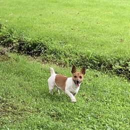 Boy 3 - Sable and white Teddy Roosevelt Terrier puppy in Robards, Kentucky from Dream Tree Kennel