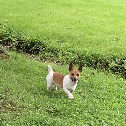 Boy 3 - Sable and white Teddy Roosevelt Terrier puppy in Robards, Kentucky from Dream Tree Kennel