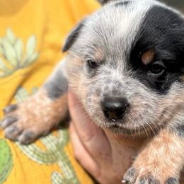 Stetson - Blue male Australian Cattle Dog puppy in Cottage Grove, Oregon from Heirloom Ranch