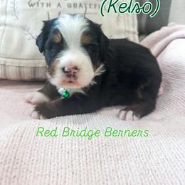 Bernese Mountain Dog Puppies from Red Bridge Berners