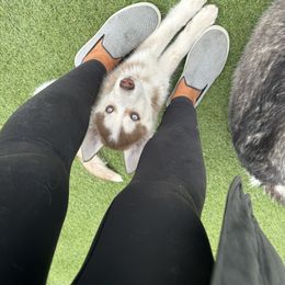 Siberian Husky Puppies from Young Orchard Siberians