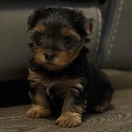 Yorkie Puppy Boy3 - Black and tan male Yorkshire Terrier puppy in Summerville, South Carolina from Our Yorkie and Morkie Puppies of Summerville, South Carolina.