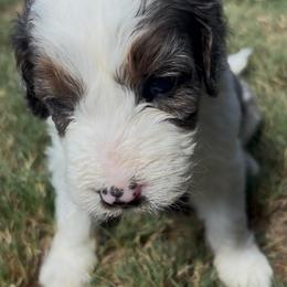 Pearl - female Australian Mountain Doodle puppy in Snook, Texas from Snook Acres Doodles