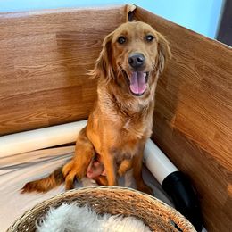 Cavapoos, Goldendoodles, and Poodles from Topnotchpoodles