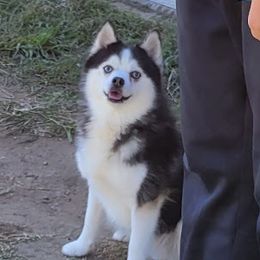Haze - Pomsky