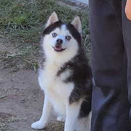 Haze - Pomsky