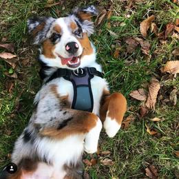 Miniature Australian Shepherd and Toy Australian Shepherd All Grown Up from 2Lazy2P Mini Aussies