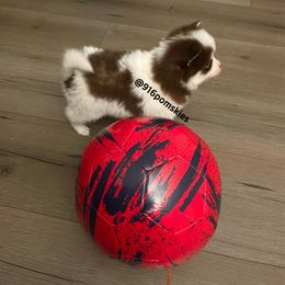 Pomsky Puppies from 916 Pomskies