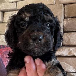 Baur - Black and tan male Cockapoo puppy in Connersville, Indiana from MoonShine Babies